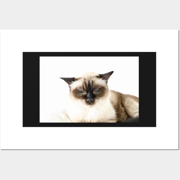 Katze Siam / Swiss Artwork Photography Wall Art by RaphaelWolf